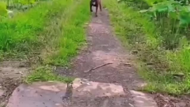 please don’t hurt, and rescue a dog that fell into the water together with the dog!