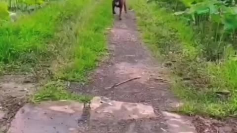please don’t hurt, and rescue a dog that fell into the water together with the dog!