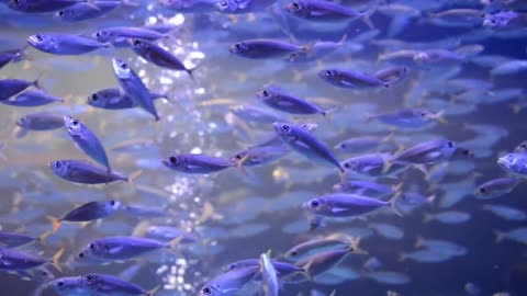 Friendly Fish relaxing