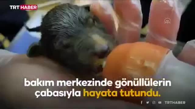 Geçici Hayvan Bakımı