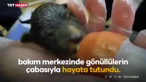 Geçici Hayvan Bakımı