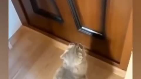 Cats Prank, Elvish And Fear #shorts #shortvideo #video #virals #videoviral