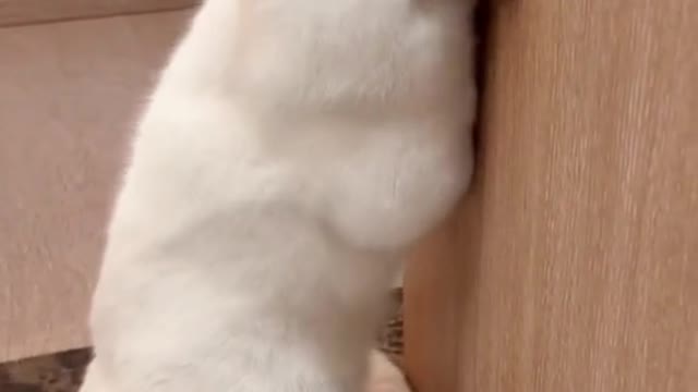 Wow,it’s so enjoyable#cat #pet #foryou #cute #fyp #catsoftiktok #cats #andGO #capcut