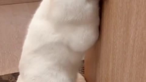 Wow,it’s so enjoyable#cat #pet #foryou #cute #fyp #catsoftiktok #cats #andGO #capcut