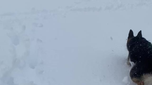 Fun snow day with my puppy!