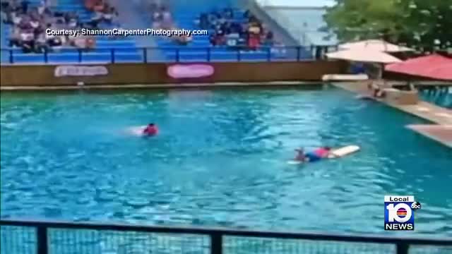 Dolphin attack trainer during show at Miami Seaquarium_Cut