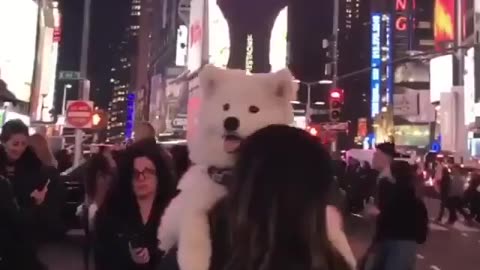Adorable Fluffy Giant: Big Dog Gets a Lift 🐶❤️
