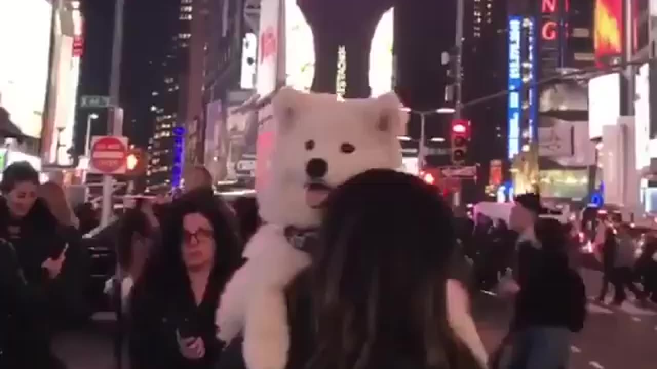 Adorable Fluffy Giant: Big Dog Gets a Lift 🐶❤️