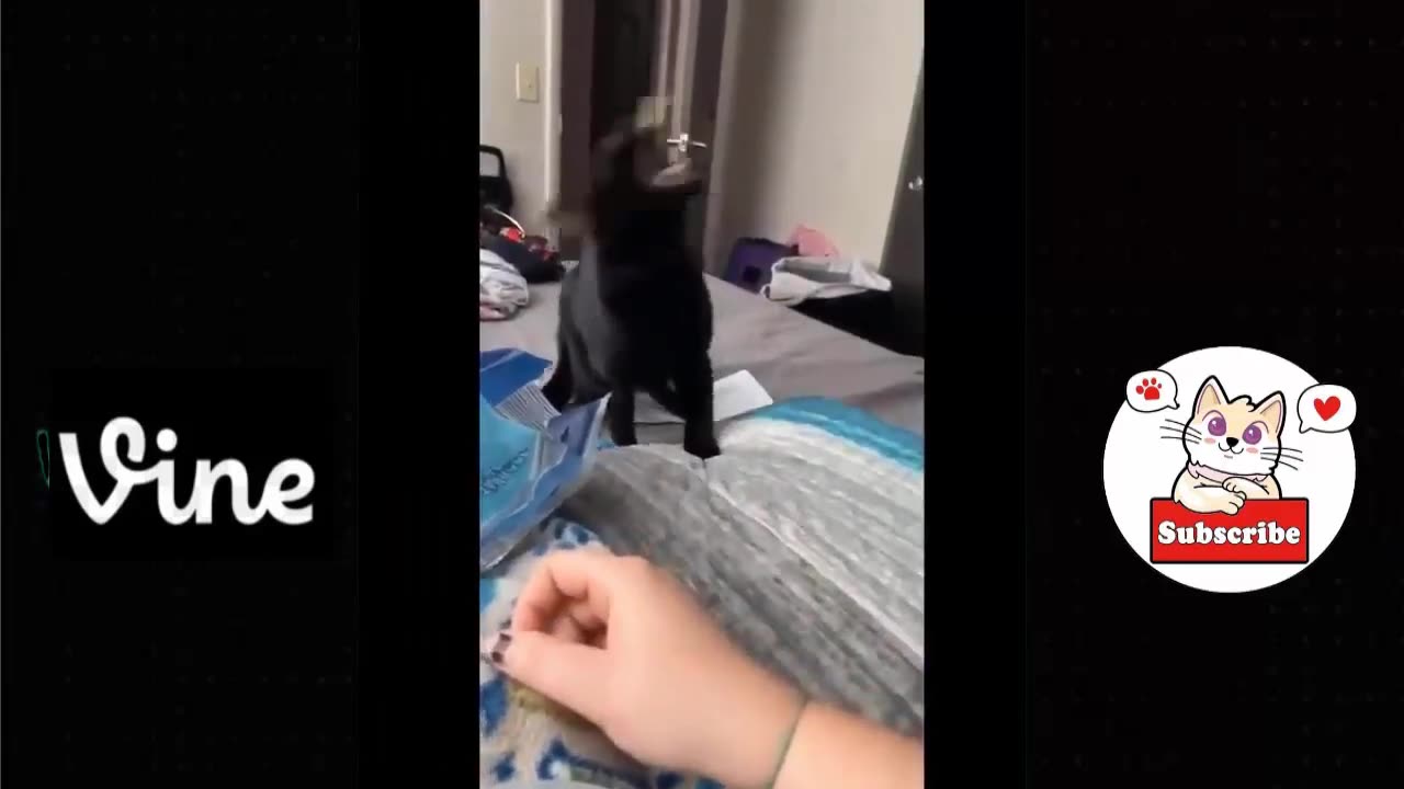 Best Funny Animal Videos Of The 2023 🤣 - Funniest Cats And Dogs Videos 😺😍😂🐶 Funny cat & dog videos