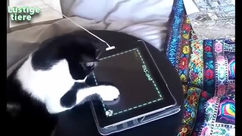 Adorable and Funny Cats That Will Melt Your Heart