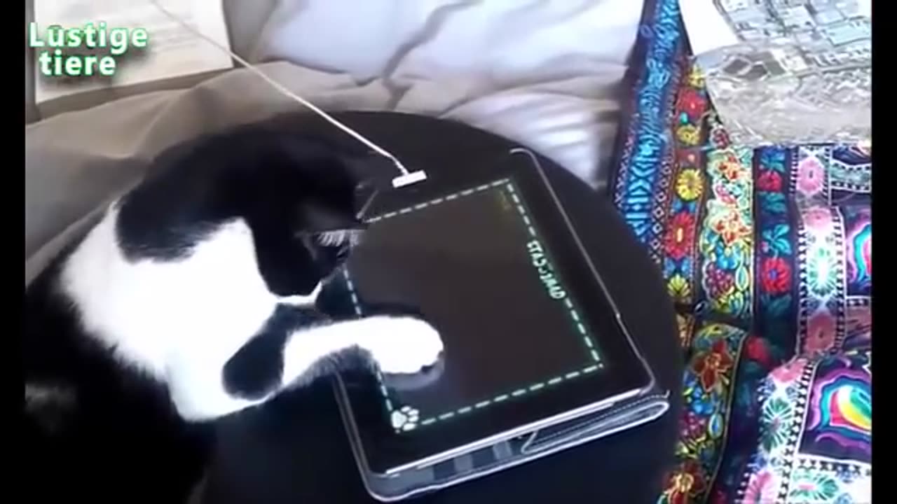Adorable and Funny Cats That Will Melt Your Heart