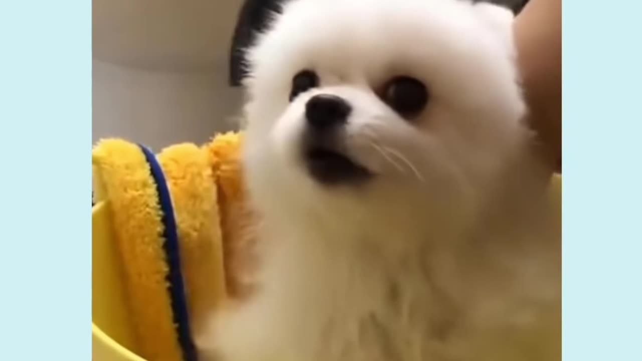 How Cuteness Overload Unleashes Adorable Pet Reactions"😁