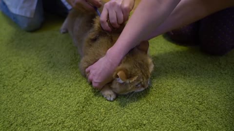 Veterinary doctor and Hosico
