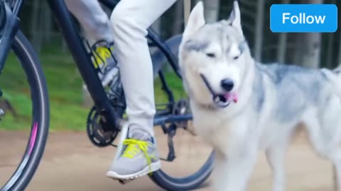Cycling with my dog