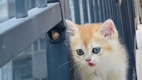 "Kittenlicious Struts: A Paw-some Showcase of Adorable Kitten Walking Styles!"
