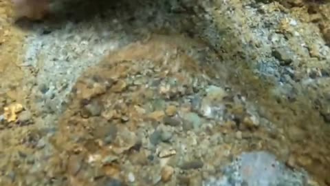 Gold mining ⛏️