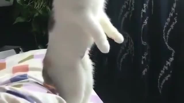 The lovely cat is on the bed.