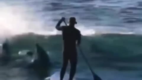 #animals #funnyvideos #funnyanimals #funnyfails #viral