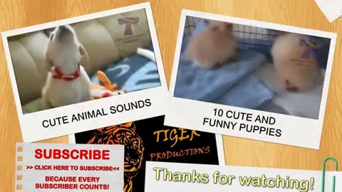 Happy and excited dogs Funny and cute dog compilation