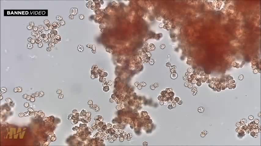 COVID Shot Juice Attack Human Blood In Real Time