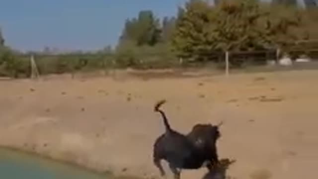 Buffalo jumping