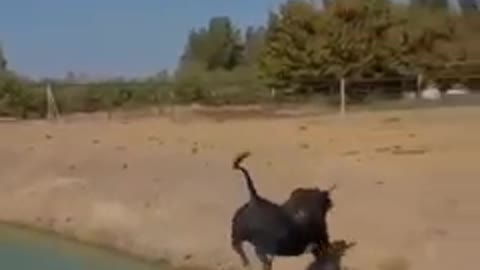 Buffalo jumping