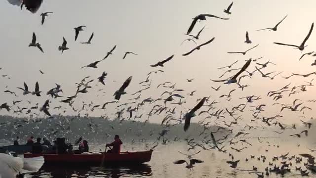 Seagulls in the sky and the sea of Paris