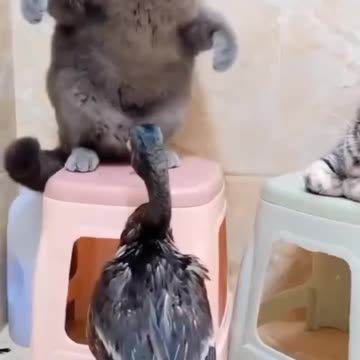 Dog and monkey cute fighting