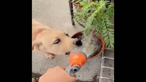 Cute Dogs and Puppies Video Compilation