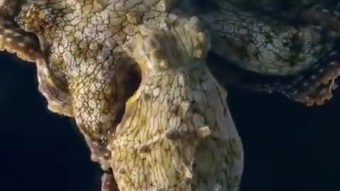 This amazing video of an octopus changing colors in her sleep might be an indication she's dreaming