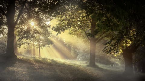 Sunset Through The Forest