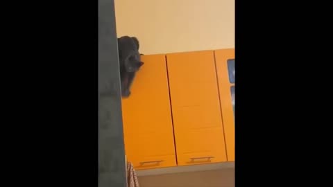 Try Not To Laugh Dogs And Cats 😁 - Best Funniest Animals Video 2023