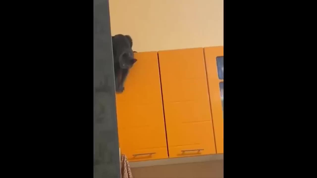 Try Not To Laugh Dogs And Cats 😁 - Best Funniest Animals Video 2023