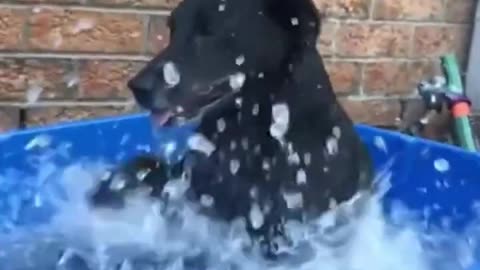 Best Funny Animal Videos