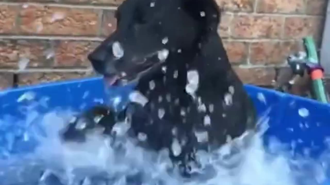 Best Funny Animal Videos