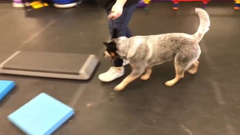 Dog training most essay