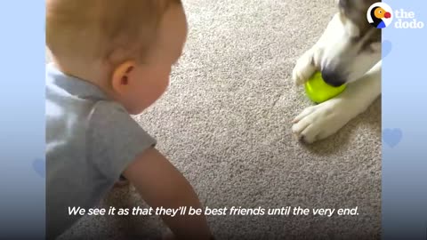 Husky Patiently Waits Next To Moms Belly To Finally Meet His Little Brother | The Dodo Soulmates