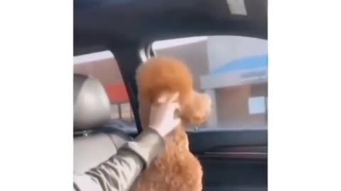 My angry dog