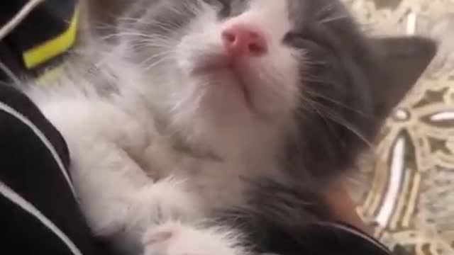 Cute kitten. Sweet kitten