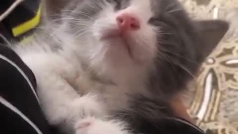 Cute kitten. Sweet kitten