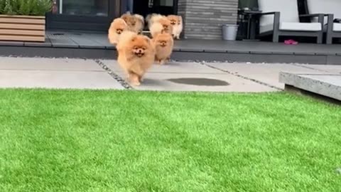 So sweet dog sweet dog very dog personality look