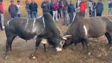 Bull fight scene Must watch 🔥
