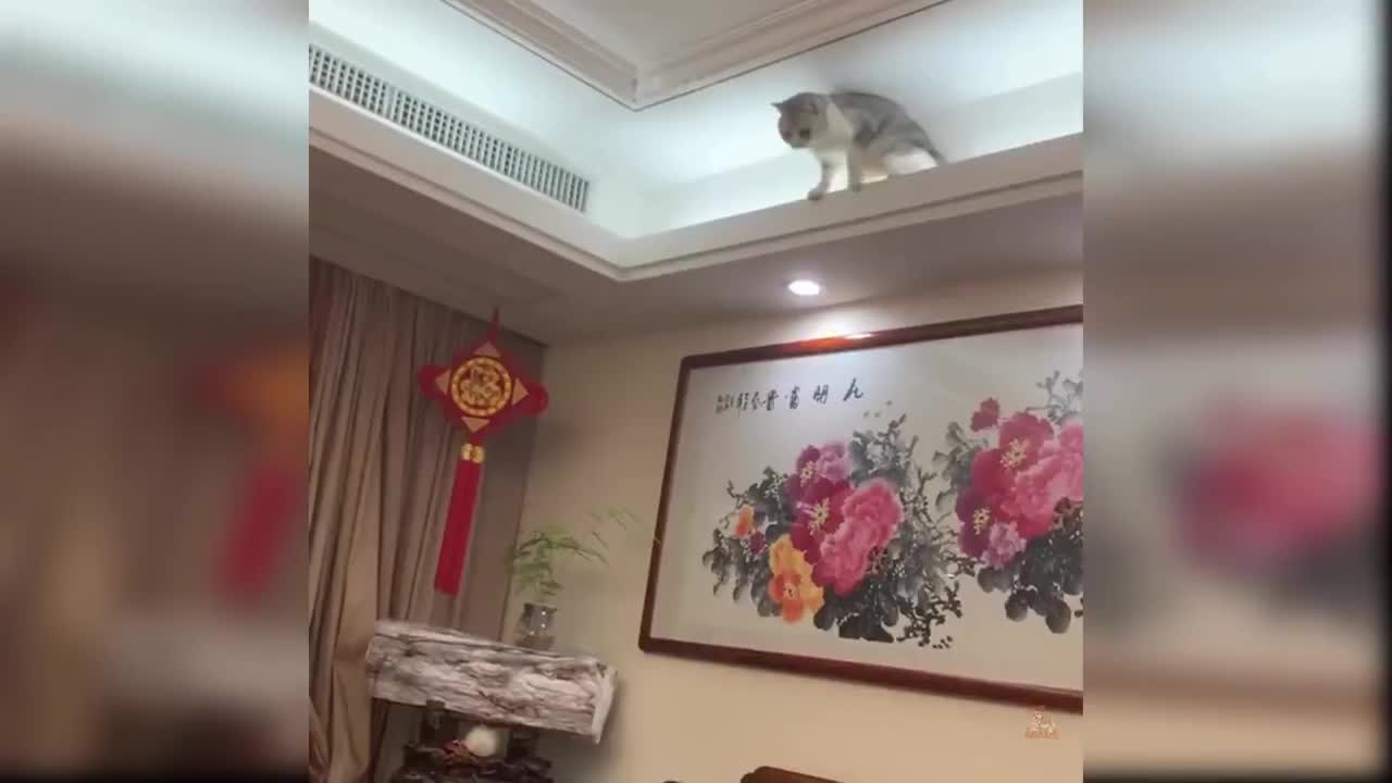 funny cat video