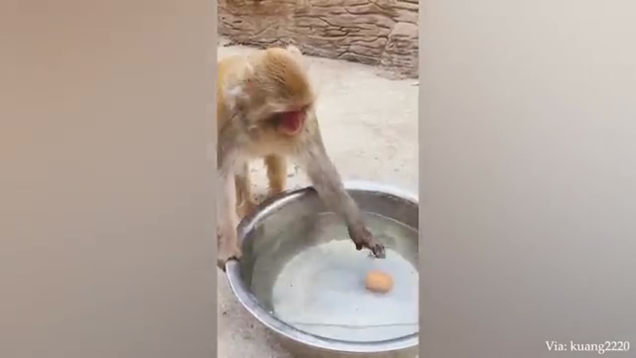 Impossible_You_Laugh_You_Lose_with_these_FUNNIEST_Animals