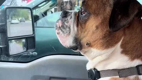 Cute Dog Video