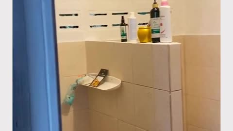 Lizard makes a BIG mess