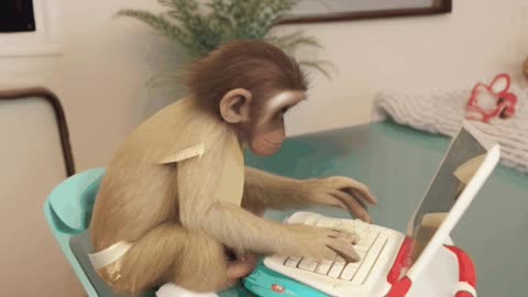 Monkey type Gpt