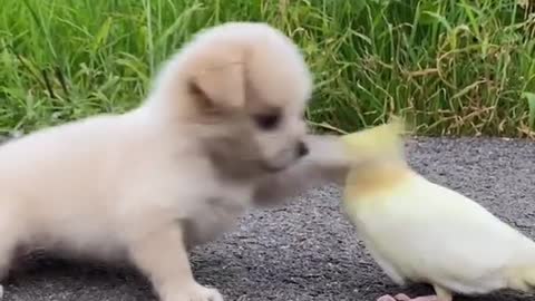 Dog Video