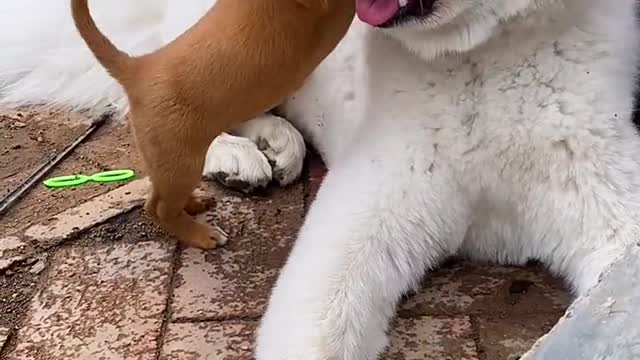 I'm a very good Samoyed