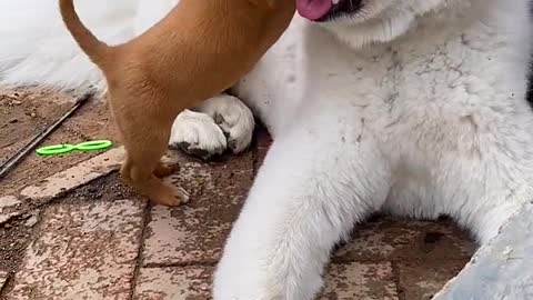 I'm a very good Samoyed